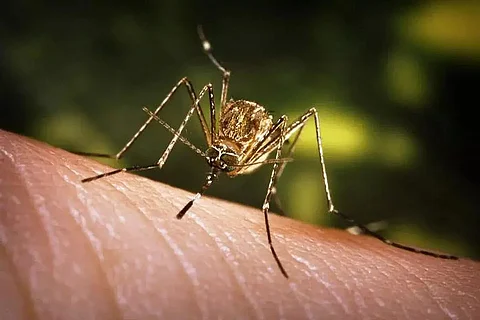 Assam: One dies of Japanese Encephalitis at Gauhati Medical College and Hospital