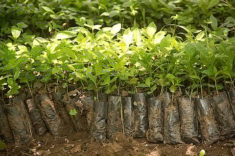 Assam: SBI Golaghat branch distributed 400 tree saplings among self-help groups of the Dhekial area