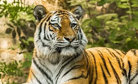 Assam: Illegal tiger trade syndicate busted, former field officer of WPSI arrested