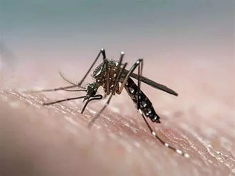 Rise in dengue cases