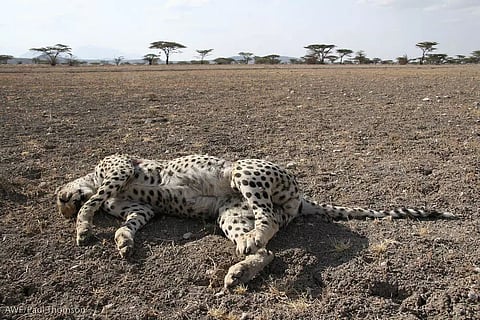 Dhatri found dead at Madhya Pradesh’s Kuno National Park, Nirva still out of radar