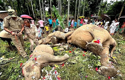 3 elephants electrocuted in Rani forest area near Guwahati