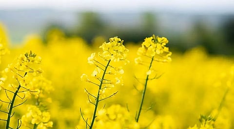 Impact of MSP for rapeseed and mustard in Assam agriculture