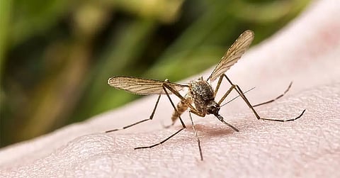 Japanese Encephalitis Outbreak Claims Lives in Assam: A Serious Public Health Concern