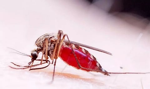 Outbreak of Japanese Encephalitis, 22 cases detected in Biswanath