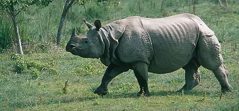 rhino
