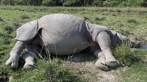 Assam: Rhino dies in Kaziranga National Park, authorities rule out poaching