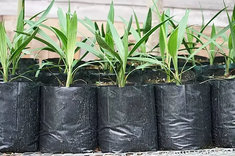 Palm tree seedlings planted under National Mission on Edible Oils –Oil Palm