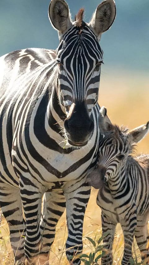 Animals with Long Endurance