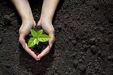 Guwahati Municipal Corporation plants 100 saplings