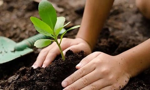 Azadi Ka Amrit Mahotsav: Tree plantation drive conducted in Mizoram