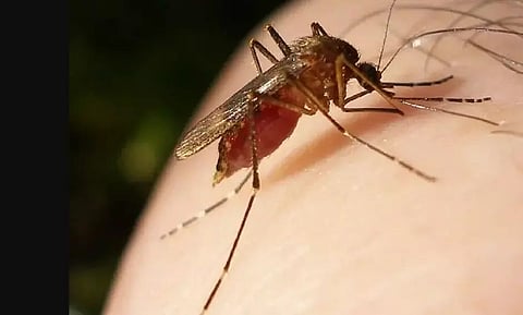 Japanese Encephalitis claims one more life in Assam