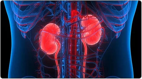 Pig kidney continues to function in human body after 32 days