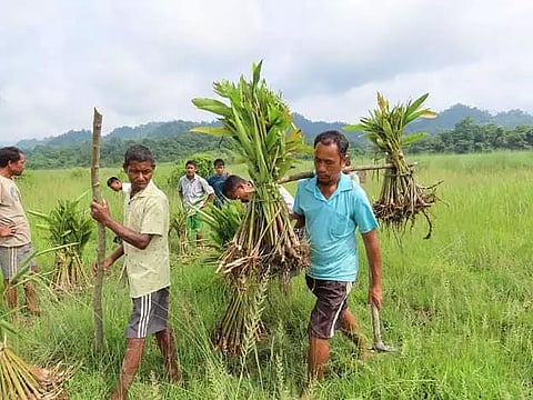 Biodiversity conservation organisation Aaranyak takes up elephants’ habitat improvement