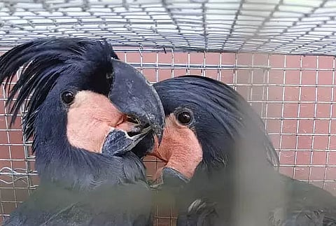 Assam: 6 Australian Black Palm Cockatoos rescued from Dholaikhal village