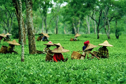 Tea Association Applauds Assam's Efforts in Setting Fair Wages for Tea Garden Workers