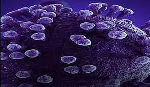 Tunisia detects 1st case of new coronavirus variant EG.5