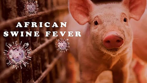 Steps taken to prevent African swine fever outbreak in Biswanath