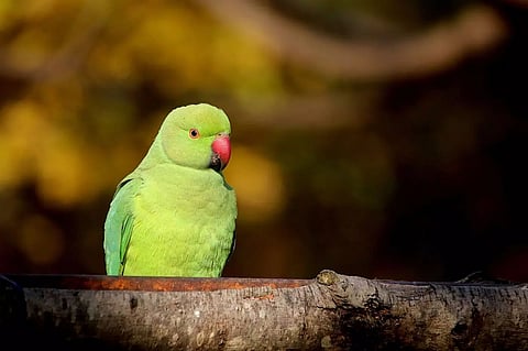 Owners fined for abusive behaviour towards parakeet