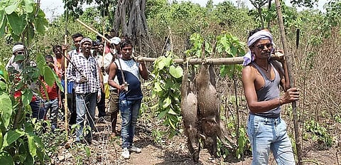 Baghbheta: A thrilling festival of wildlives