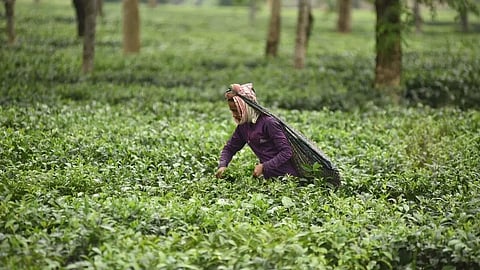 Assam: Causes for fall in tea production