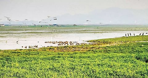 Rs 12-crore project for development of Deepor Beel on the anvil