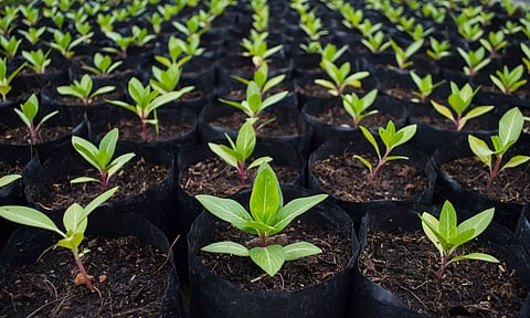 Assam: 10 lakh saplings to be planted in Udalguri district on September 14