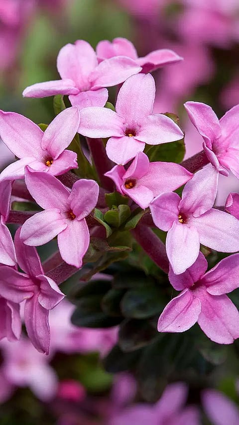 Most Fragrant Flowers in India