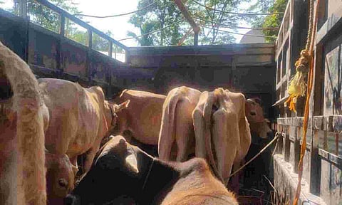 Assam: Suspected Cattle Smugglers Abandon Truck Cattle Laden Truck