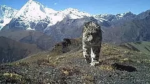 Bhutan hits milestone in snow leopard conversation