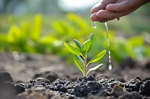 Assam: Tree plantation under Amrit Brikshya Andolan organized by KVK, Sonitpur