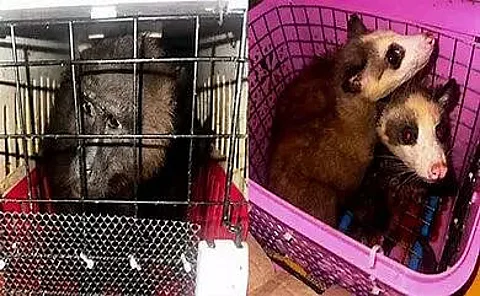 Exotic animals rescued in Assam-Mizoram border