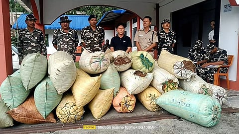 Assam: 23rd Bn Sashastra Seema Bal apprehends two with 502 kg cannabis in Udalguri