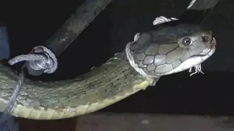 Injured monocled cobra known as Chokori Pheti rescued by Shourav Borkataky in Jamugurihat