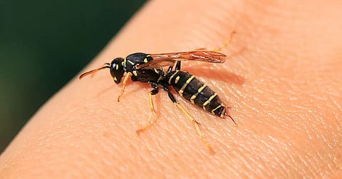 Assam: Hiteswar Bora, a resident of Jamugurihat dies of hornet sting