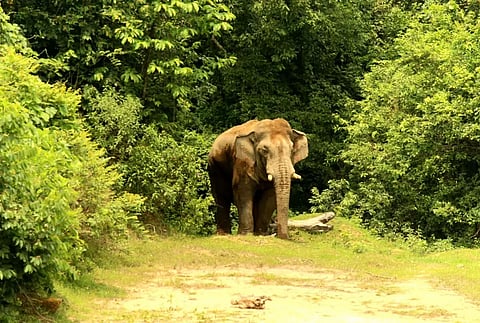 Assam: Forest Officer Killed, Four Injured in Elephant Attack in Jorhat