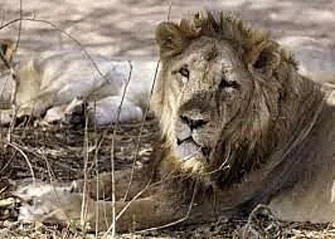 Asiatic lion’s seaside stroll in Junagadh captured in lens; pictures goes viral