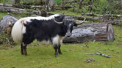 GI Tags granted for ‘Yak Churpi’, 2 other indigenous Arunachal products