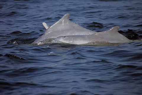 Dolphin conservation in India