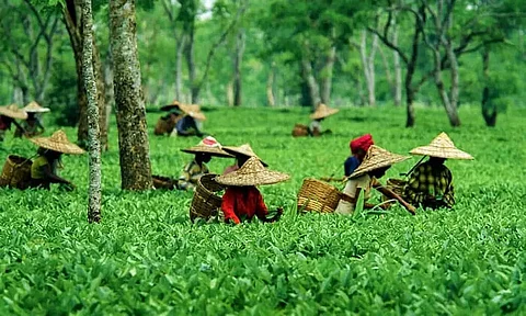 Assam: Turmoil over 20% bonus at Doomdooma tea gardens