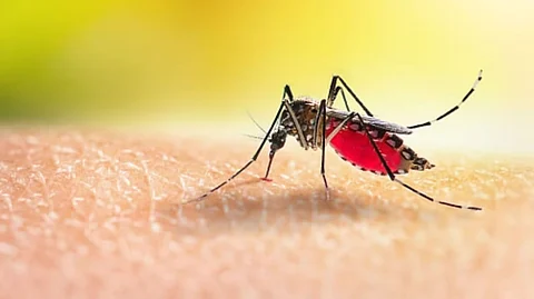 Assam: Haflong Municipal Board Asks People to Take Precautions Against Mosquitos