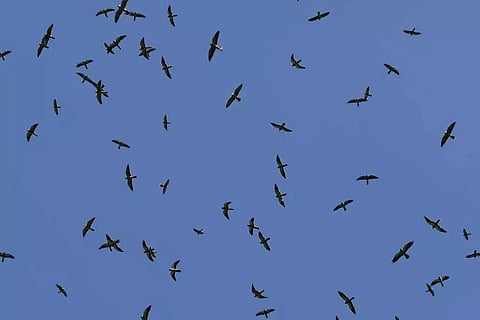 Manipur gears up for migratory Amur falcons, its winged guests