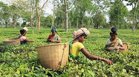 Tea industry in Assam reeling under financial crisis