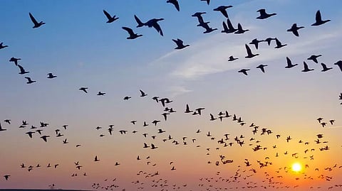 Mizoram Bans Bird Hunting