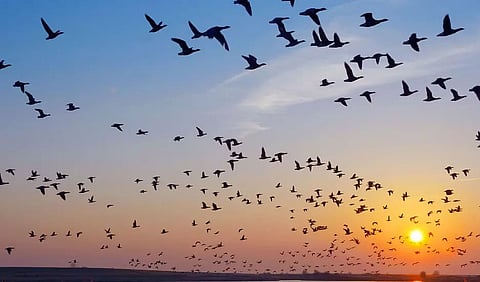 Mizoram Bans Bird Hunting
