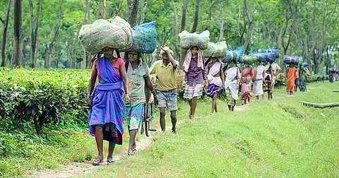 Assam: Tea Tribe and Adivasi quota restricted to grade III and IV
