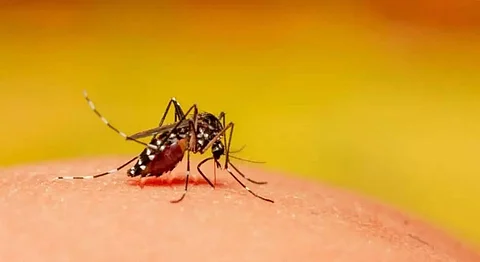 Manipur: Dengue outbreak worsens, five suspected victims succumb