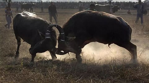 Gauhati High Court Bans Buffalo and Bulbul Fights
