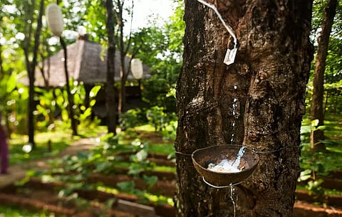 Landslide vulnerability of rubber growers