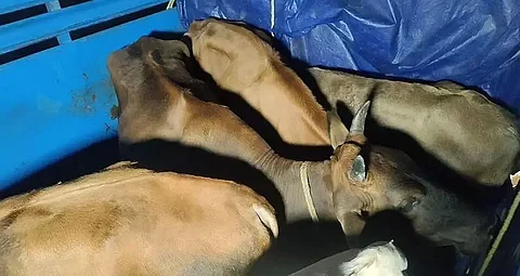 Assam: Public Stops Illegal Cattle Smugglers in Abhayapuri
